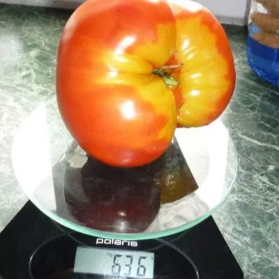 ognennaya-lavina-9-163929