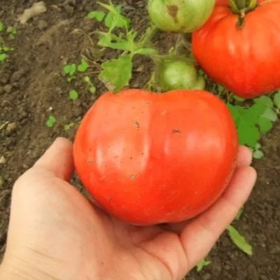 ognennaya-lavina-main-163929