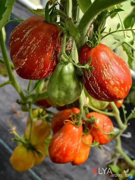 ognennyy-shar-5-155182