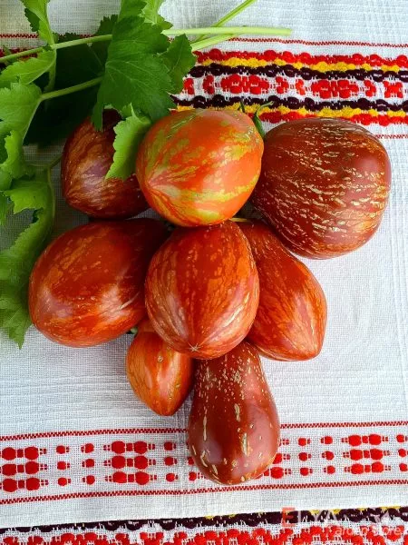 ognennyy-shar-main-155182