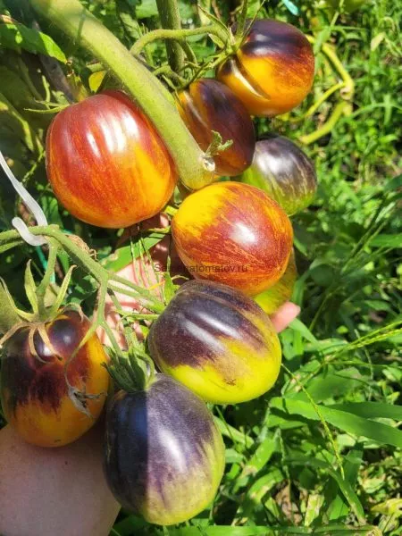 ognennyy-tyurban-5-150353