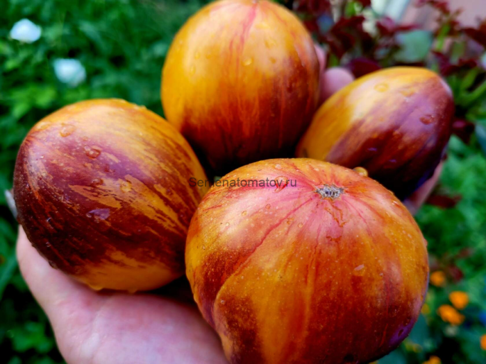 ognennyy-tyurban-6-150353