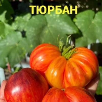 ognennyy-tyurban-8-150353