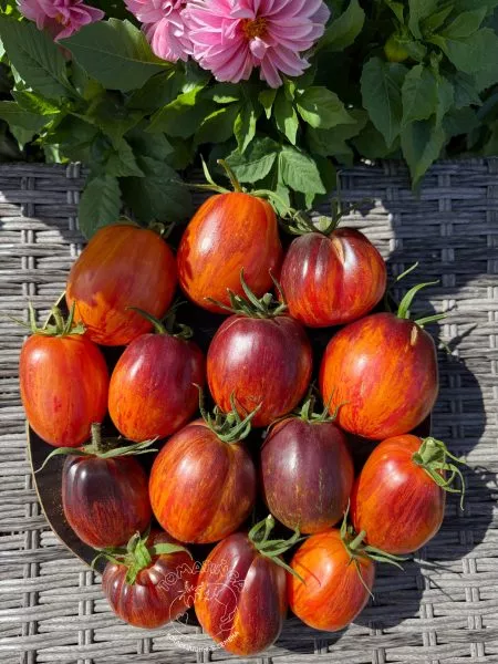 ognennyy-tyurban-main-150353