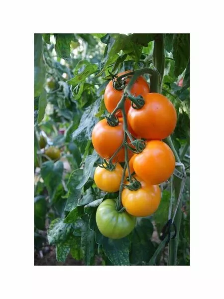 oranzh-bul-f1-1-156354