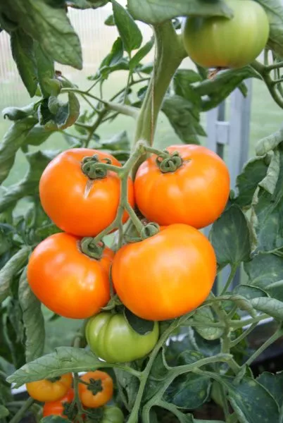 oranzh-bul-f1-2-156354