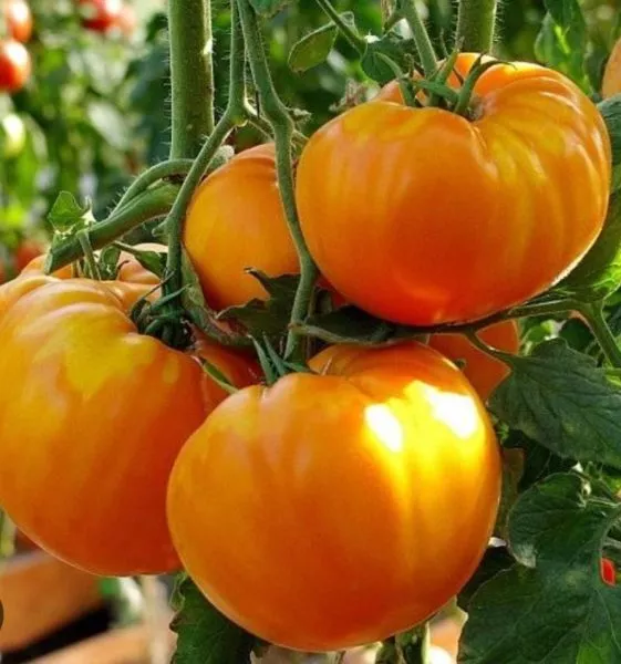 oranzh-bul-f1-4-156354