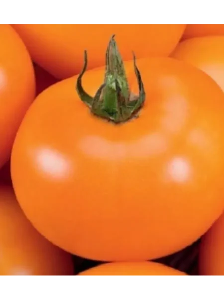 oranzh-bul-f1-5-156354