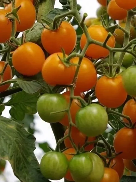 oranzh-bul-f1-7-156354