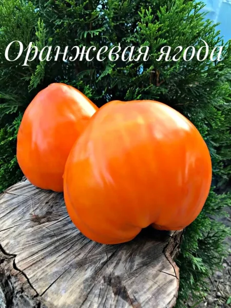 oranzhevaya-yagoda-1-139870-2