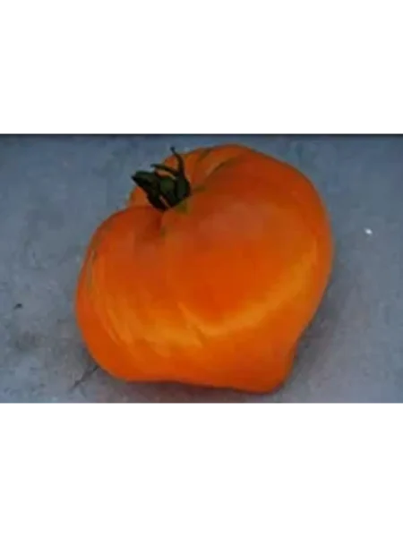 oranzhevaya-yagoda-1-139870