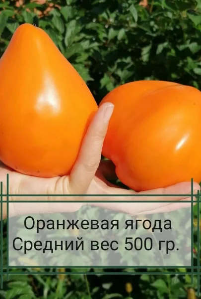 oranzhevaya-yagoda-2-139870-1