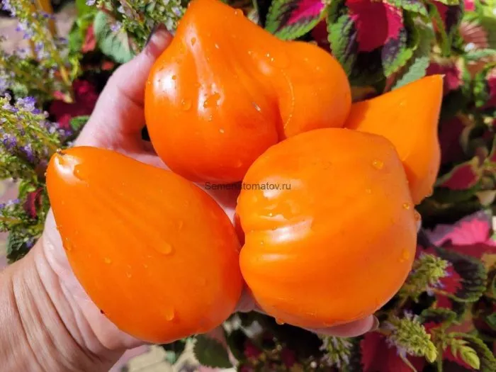 oranzhevaya-yagoda-2-139870-1