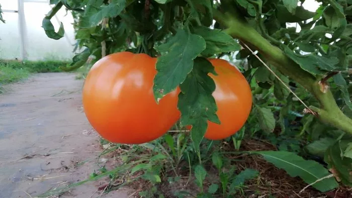 oranzhevaya-yagoda-2-139870-2