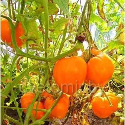 oranzhevaya-yagoda-2-139870