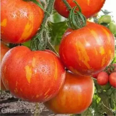 oranzhevaya-zebra-11-154485