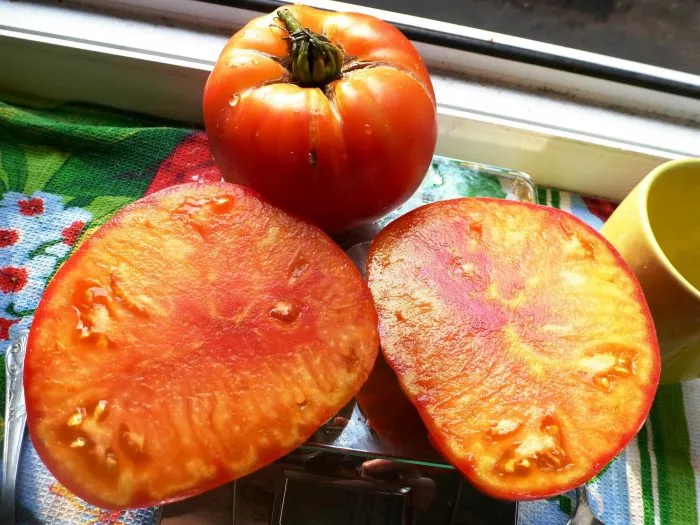 oranzhevaya-zebra-2-154485