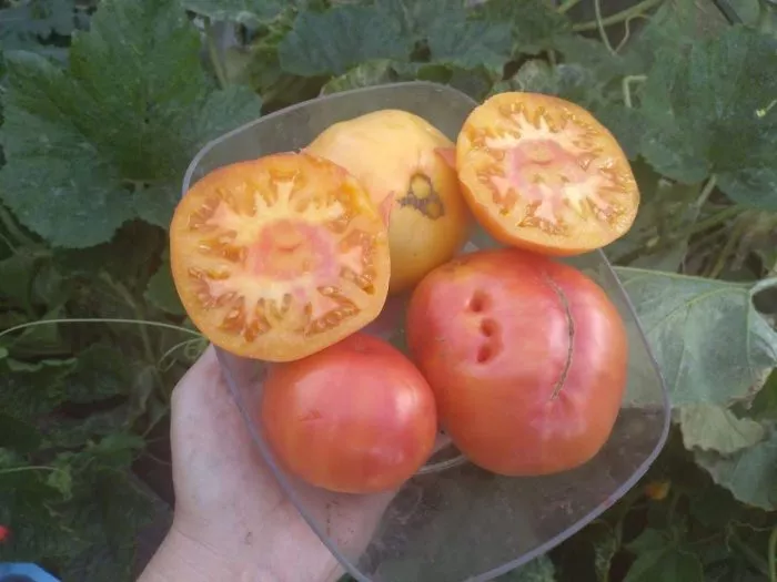 oranzhevaya-zebra-5-154485