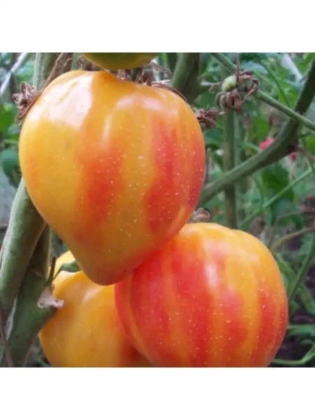 oranzhevaya-zebra-6-154485