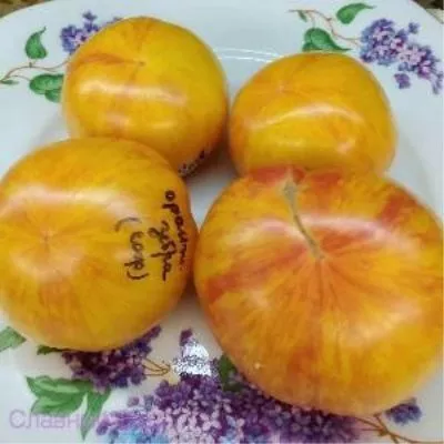 oranzhevaya-zebra-8-154485