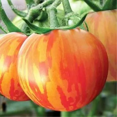 oranzhevaya-zebra-9-154485