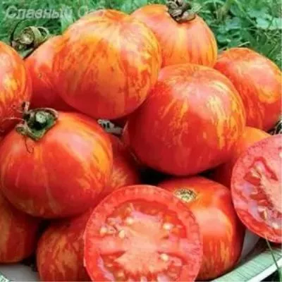 oranzhevaya-zebra-main-154485