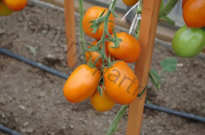 oranzhevyy-papa-2-139445