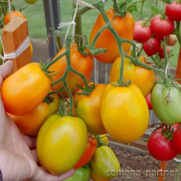 oranzhevyy-papa-4-139445