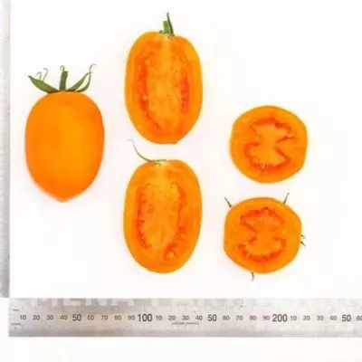 oranzhevyy-papa-5-139445