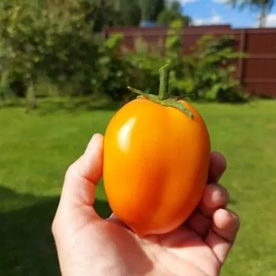 oranzhevyy-papa-6-139445