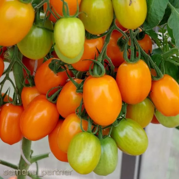 oranzhevyy-papa-main-139445