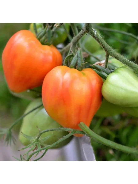 oranzhevyy-russkiy-117-2-139487