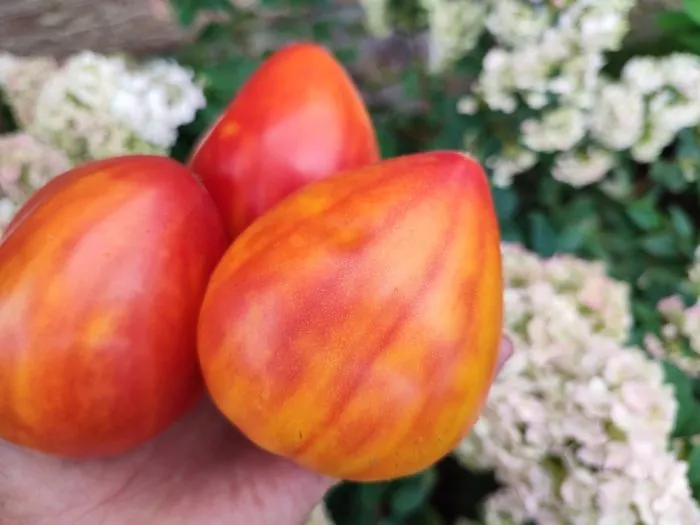 oranzhevyy-russkiy-117-3-139487