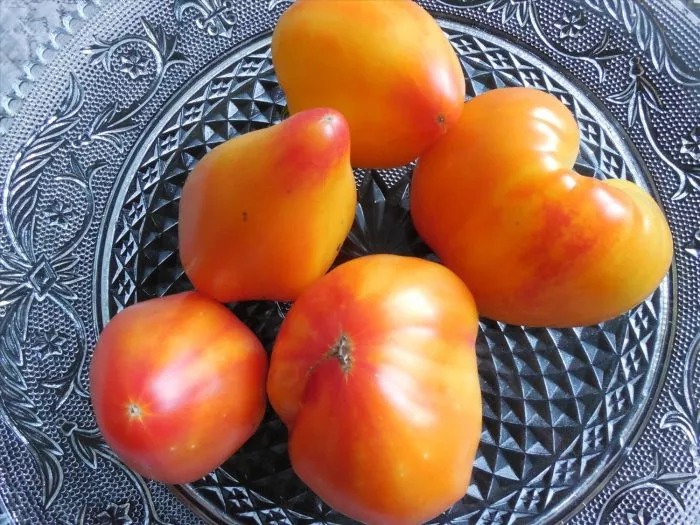 oranzhevyy-russkiy-117-4-139487