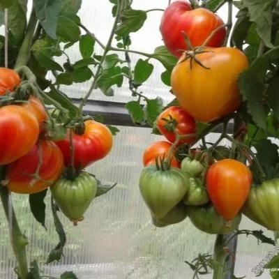 oranzhevyy-russkiy-117-7-139487