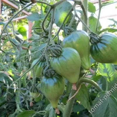 oranzhevyy-russkiy-117-8-139487