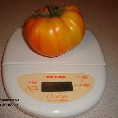 oranzhevyy-russkiy-117-9-139487