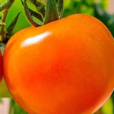 oranzhevyy-status-5-161730