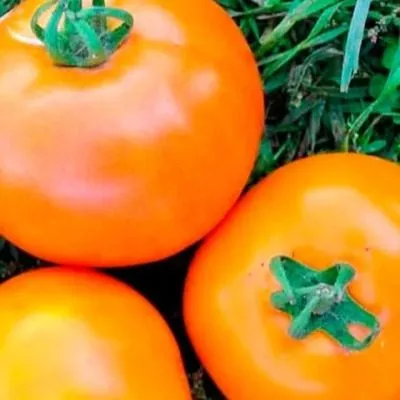 oranzhevyy-status-6-161730