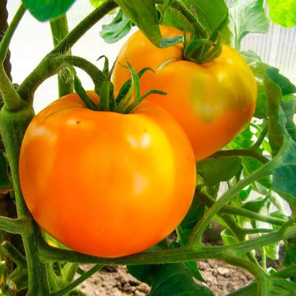 oranzhevyy-status-main-161730