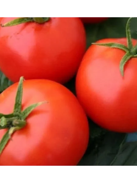 otradnyy-main-148158