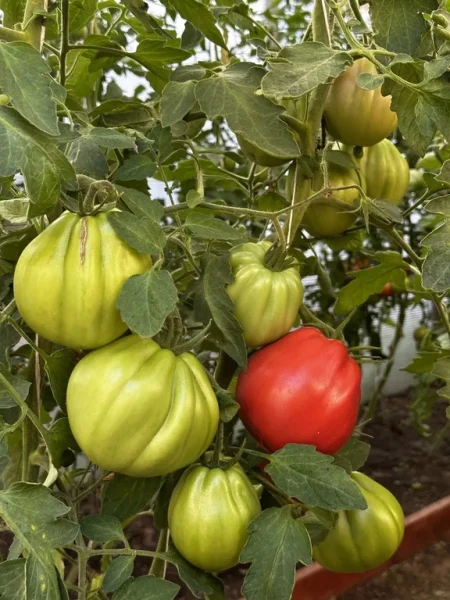 ozero-madzhore-1-148475