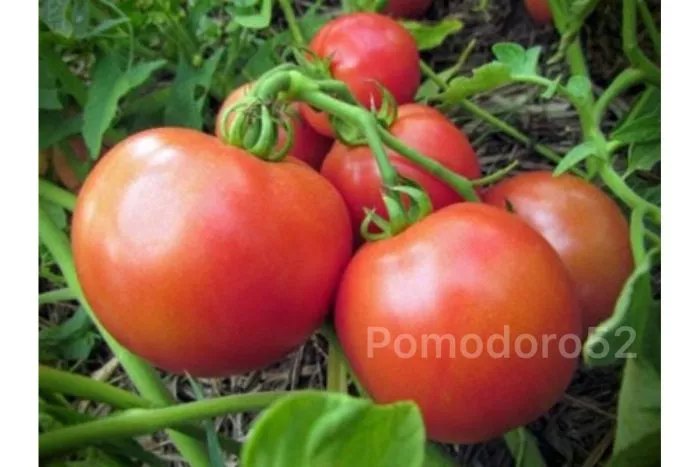 pani-yana-main-141010