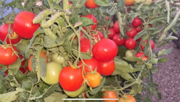 parodist-main-154527