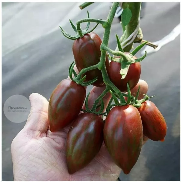 pavline-pero-2-160716