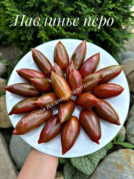 pavline-pero-5-160716