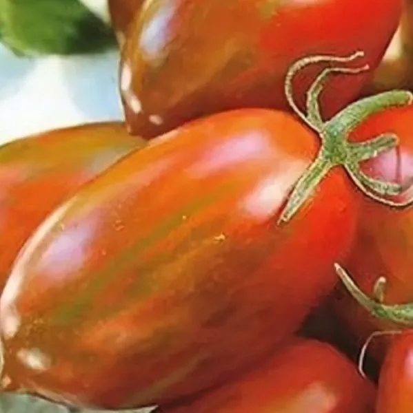 pavline-pero-main-160716