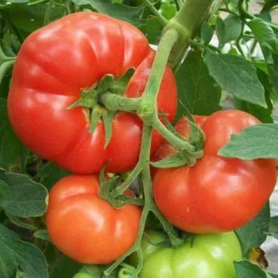 pelageya-main-166125