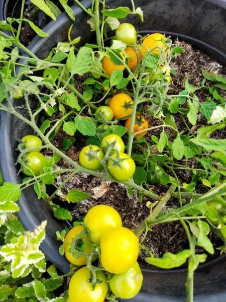 pendulina-oranzhevaya-1-150377