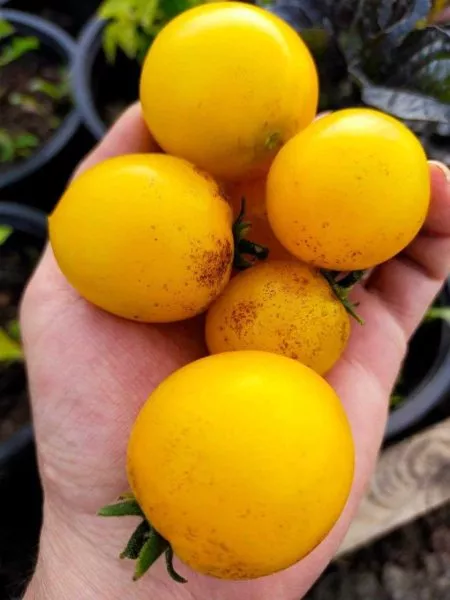 pendulina-oranzhevaya-2-150377